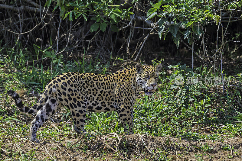 美洲虎(Panthera onca)是一种大型猫科动物，是美洲虎属猫科动物，是美洲唯一现存的美洲虎物种，在巴西潘塔纳尔发现。沿着河边打猎。散步。